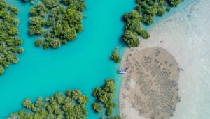 جنگل های حرا