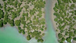 عکس جنگل‌های حرا بندر دیر در بوشهر – عکاس: علی کریمی (@alikarimi_am)