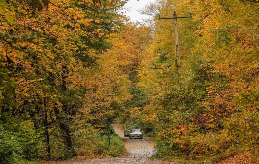 راه جنگلی پاییزی