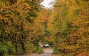 راه جنگلی پاییزی