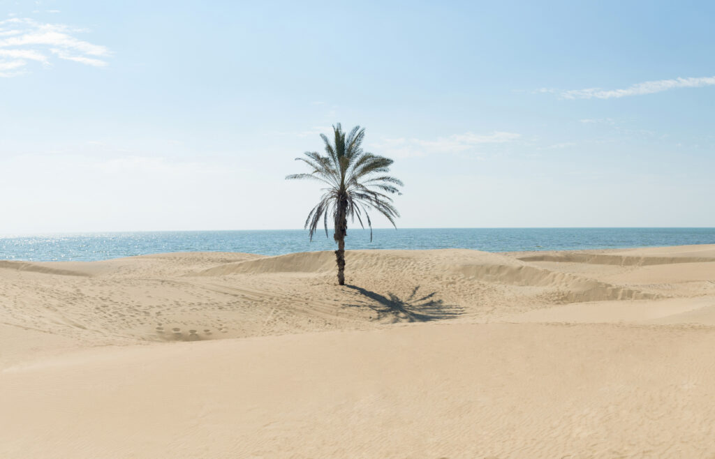 تک درخت نخل ساحل درک زرآباد چابهار سیستان و بلوچستان