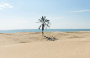 تک درخت نخل ساحل درک زرآباد چابهار سیستان و بلوچستان