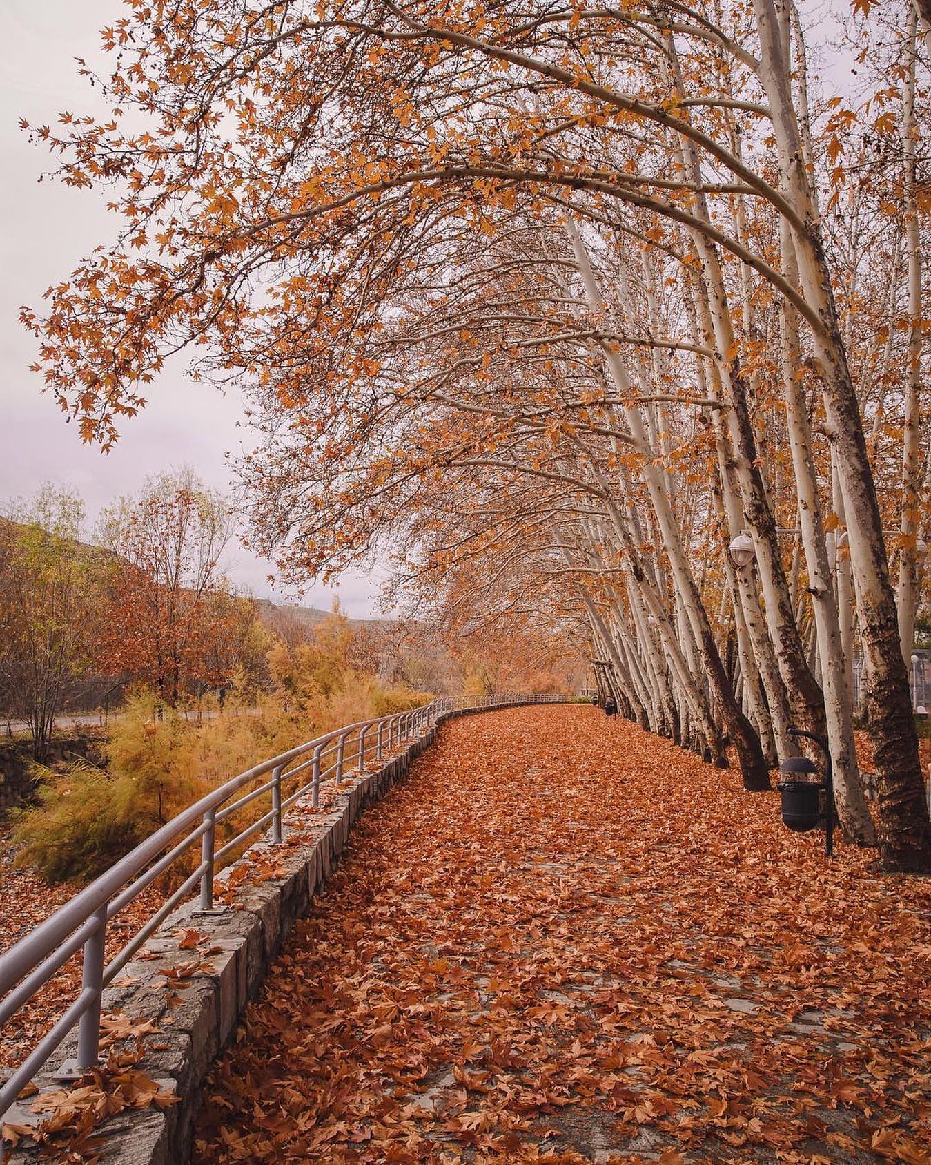 شاخ و برگ های زیباِ پاییز در باغ وکیل آباد مشهد