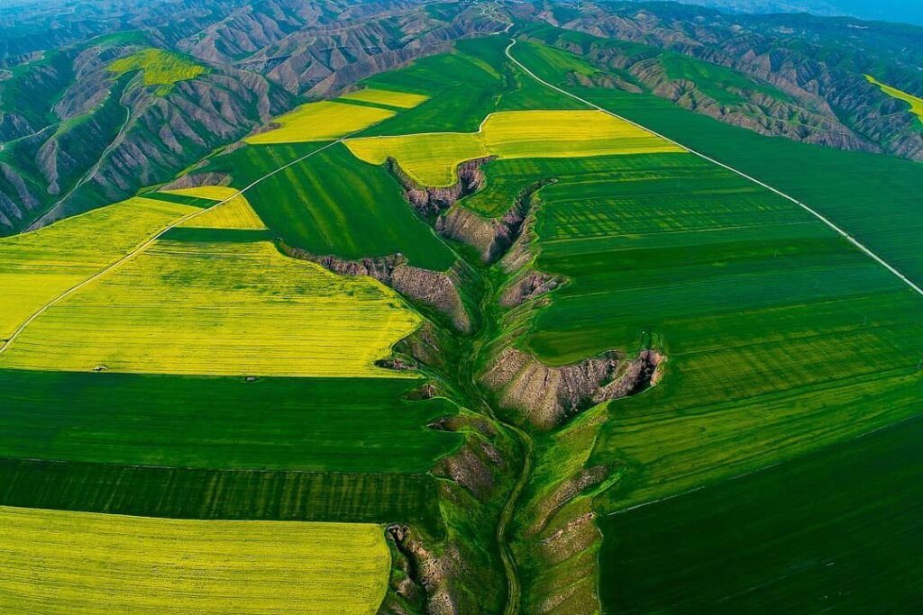 مزارع کلزا و گندم ترکمن صحرا