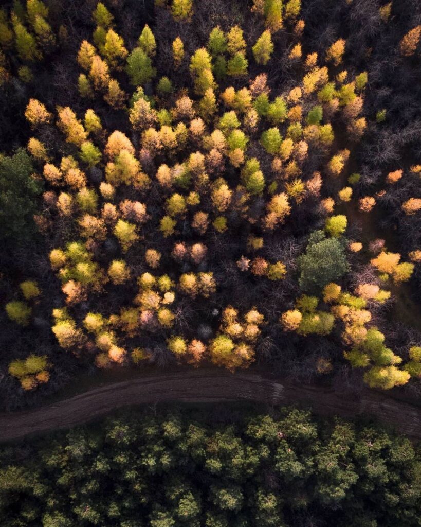 کاج های دوست داشتنیِ پاییزی جنگل مازندران