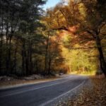 جنگل توسکستان گرگان در پاییز