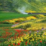 دشت سرسبز و بهاری ترکمن صحرا
