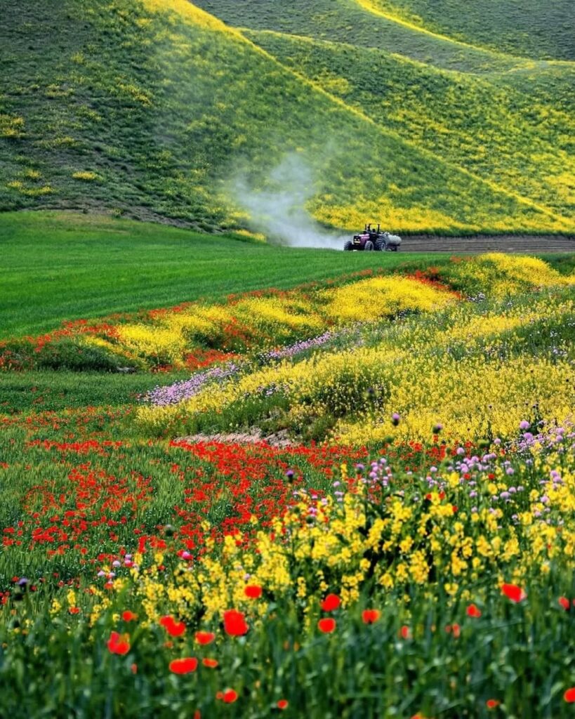 دشت سرسبز و بهاری ترکمن صحرا