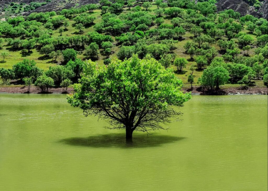 درختان بلوط کوهستان زاگرس در لرستان
