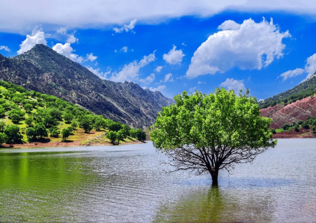 درختان بلوط کوهستان زاگرس در لرستان