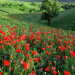 دشت گل شقایق مخملکوه لرستان