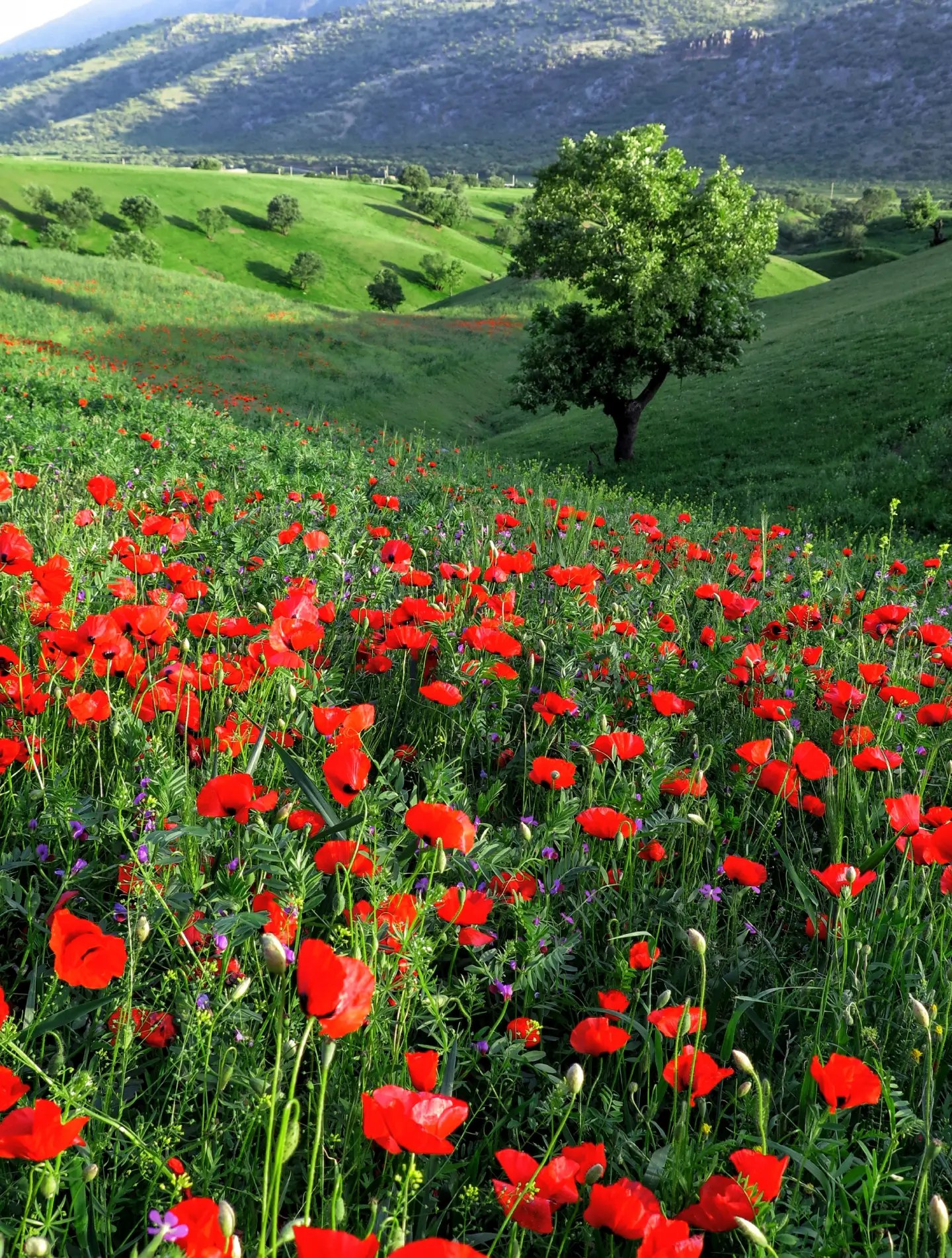 دشت گل شقایق مخملکوه لرستان