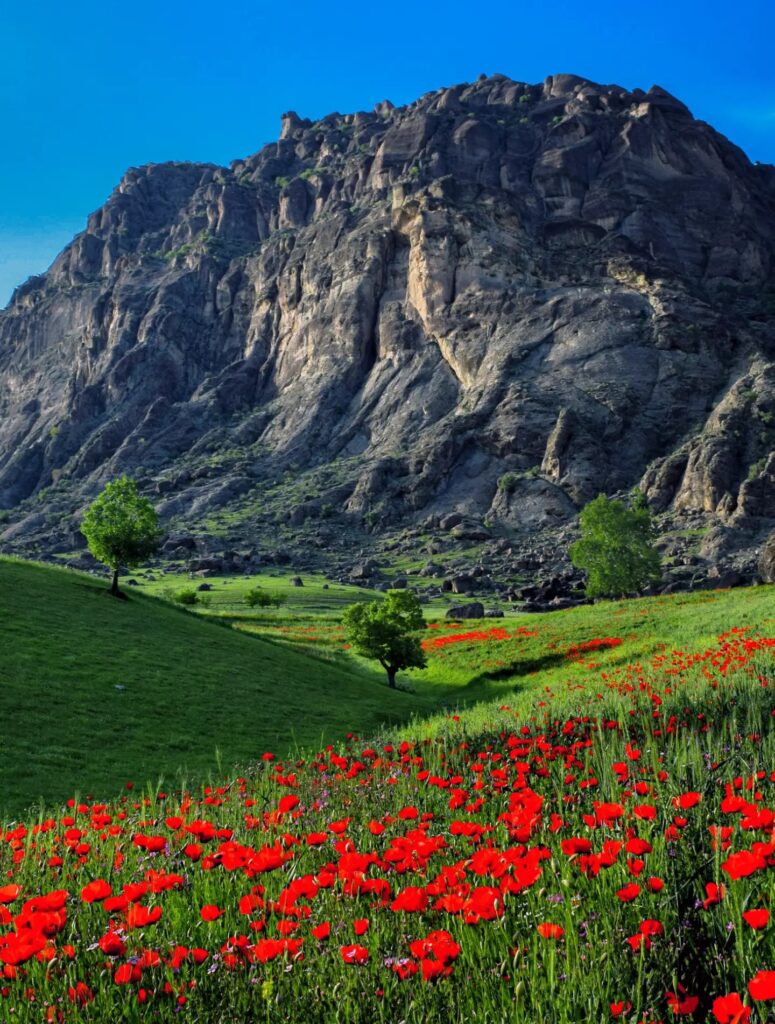 دشت گل شقایق مخملکوه لرستان