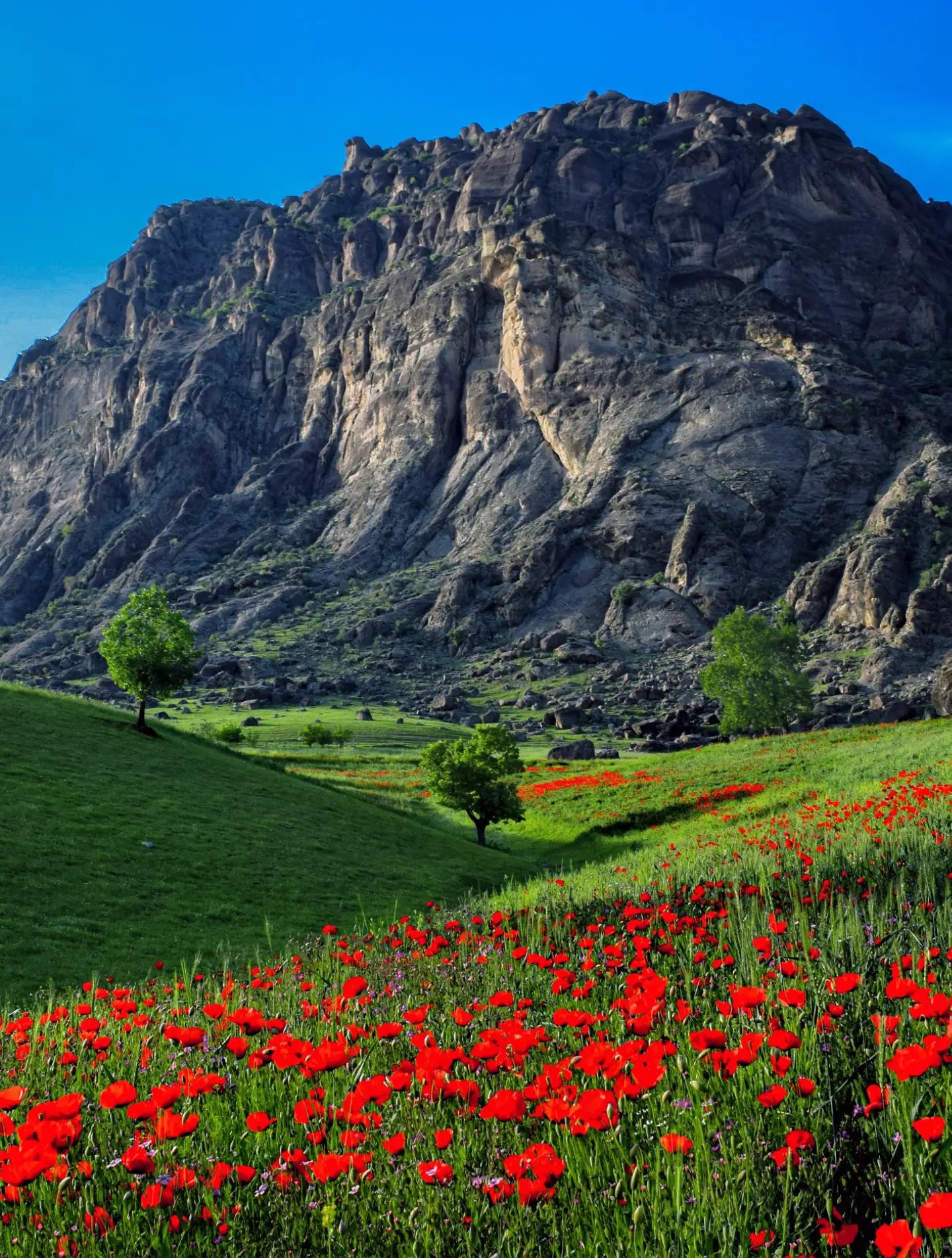 دشت گل شقایق مخملکوه لرستان