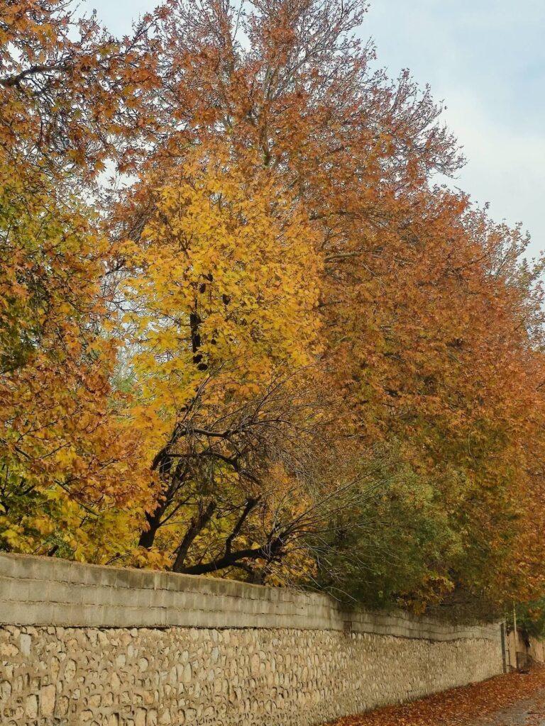 خیابان‌های شیراز در پاییز