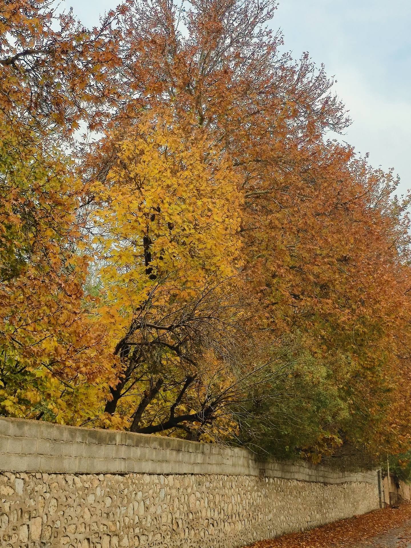 خیابان‌های شیراز در پاییز